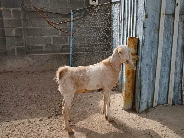 Dişi keçi, Kamori goats
