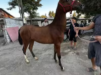 At, Akhal-Teke — foto 1