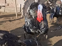 برونز — الصورة 2
