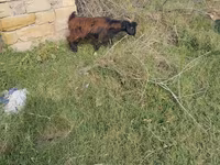 Dişi keçi, Keçilər — foto 1