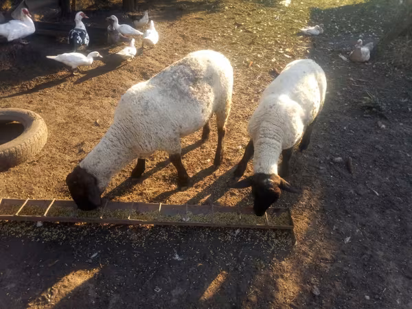 Qoç, White Suffolk sheep