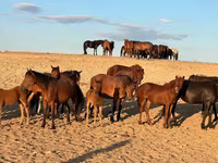 Kobyła, Mugalzhar horse — zdjęcie 4