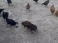 Chickens — photo 2