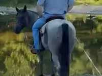 घोड़ा, Quarter Horse — फ़ोटो 6