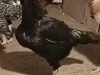 Gallina checa dorada veteada — foto 5