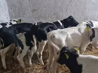Bulle, Russian Black pied cattle — Foto 4