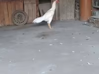 Chickens — الصورة 1