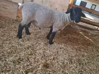 Baran, White Suffolk sheep — zdjęcie 1