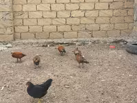 Ducks — foto 1