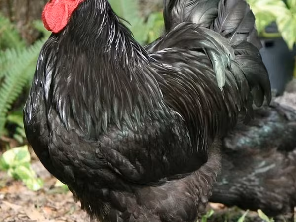 Australian Pit Game fowl