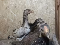 Chickens — foto 3