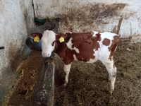 Buğa, Simmental cattle — foto 3