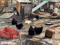 Pekin Bantam — foto 4