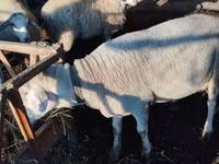 Qoç, Lacaune sheep — foto 4