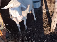Qoç, Lacaune sheep — foto 1