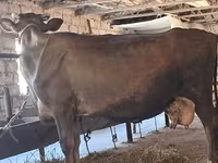 İnək, Swiss cattle — foto 8