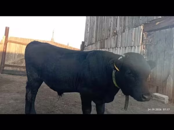 Bulle, Swiss cattle