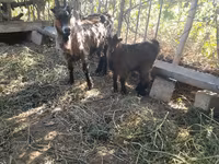 Goat, Goats — photo 4