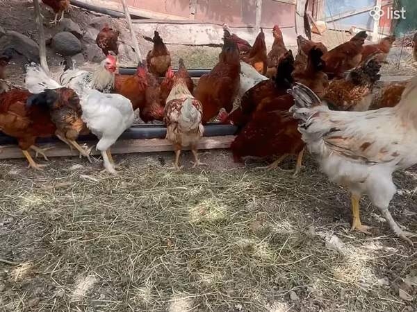 Chickens — أرمينيا