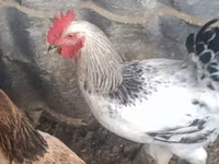 Chickens — الصورة 1