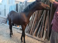 Horse (M), French Trotter — photo 6