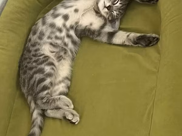 Отдадим 5-месячного котёнка в хорошую семью. Приучен к лотку. Вместе с