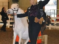 Caballo, Miniature horse — foto 6