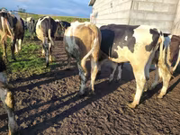 Vaca, Russian Black pied cattle — foto 8