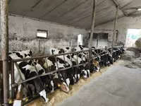 Bulle, Russian Black pied cattle — Foto 1