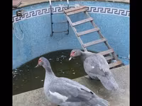 لافندر — الصورة 3