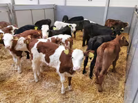 Cattle (batch, sex not specified), Simmental cattle — photo 1