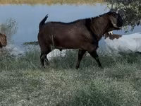 تيس, Nubian Goat — الصورة 1