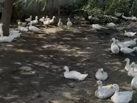 Ducks — zdjęcie 3