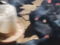 Australorp — photo 2