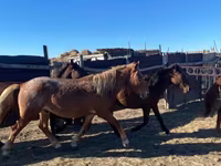 马匹（批次，未指定性别）, Kazakh horse — 照片 5