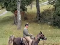 घोड़ा, Rocky Mountain Horse — फ़ोटो 2