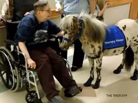 Caballo, Miniature horse — foto 2