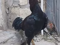 Chickens — foto 5
