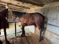 Koń, Horse breed — zdjęcie 6
