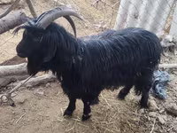 Dişi keçi, Dagestan coarsewool goat — foto 2