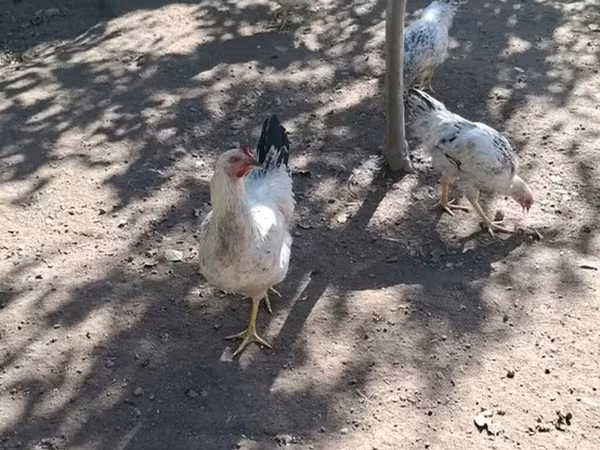 أدلر سيلفر