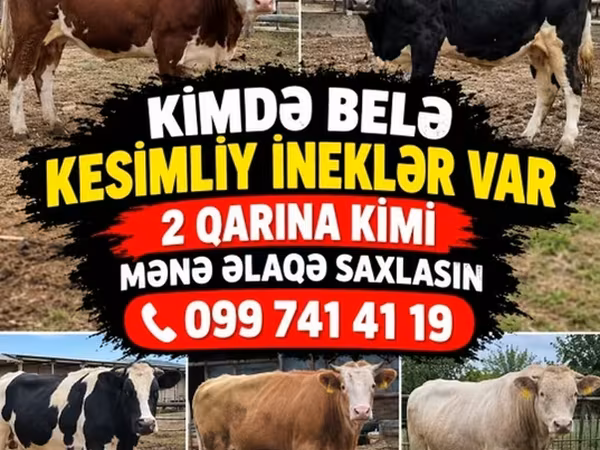 Cow, Cattle