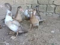 Ducks — photo 5