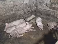Թարմ միս, խոզի միս — foto 2