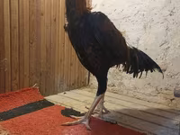 Chickens — foto 4