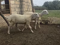 Sheep, Sheep — photo 6