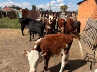 Cattle (batch, sex not specified), Swiss cattle — photo 2