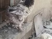 براهما — الصورة 7