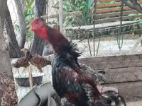 Chickens — الصورة 6