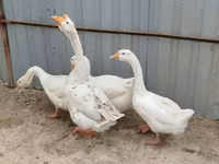 Geese — photo 3